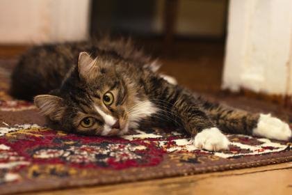 Katze auf einer Decke