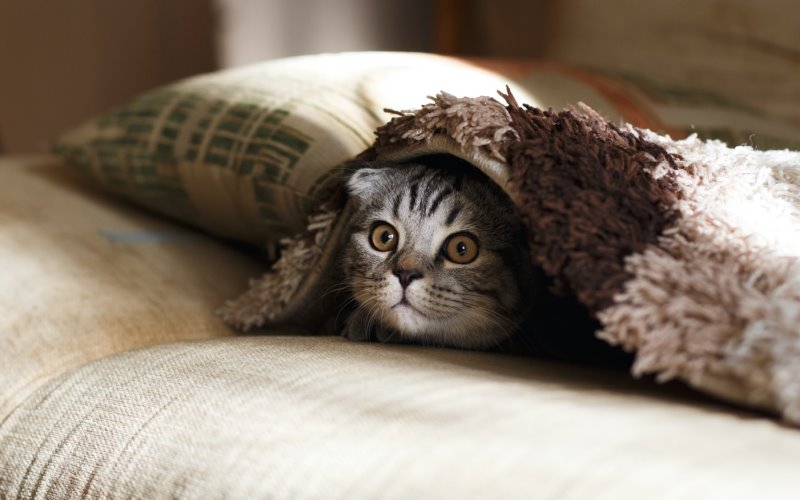 Katze unter einer Decke auf dem Sofa