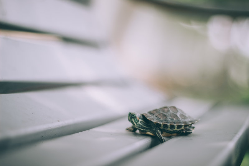 Landschildkröte auf Bank Schildkrötenfutter für Landschildkröte