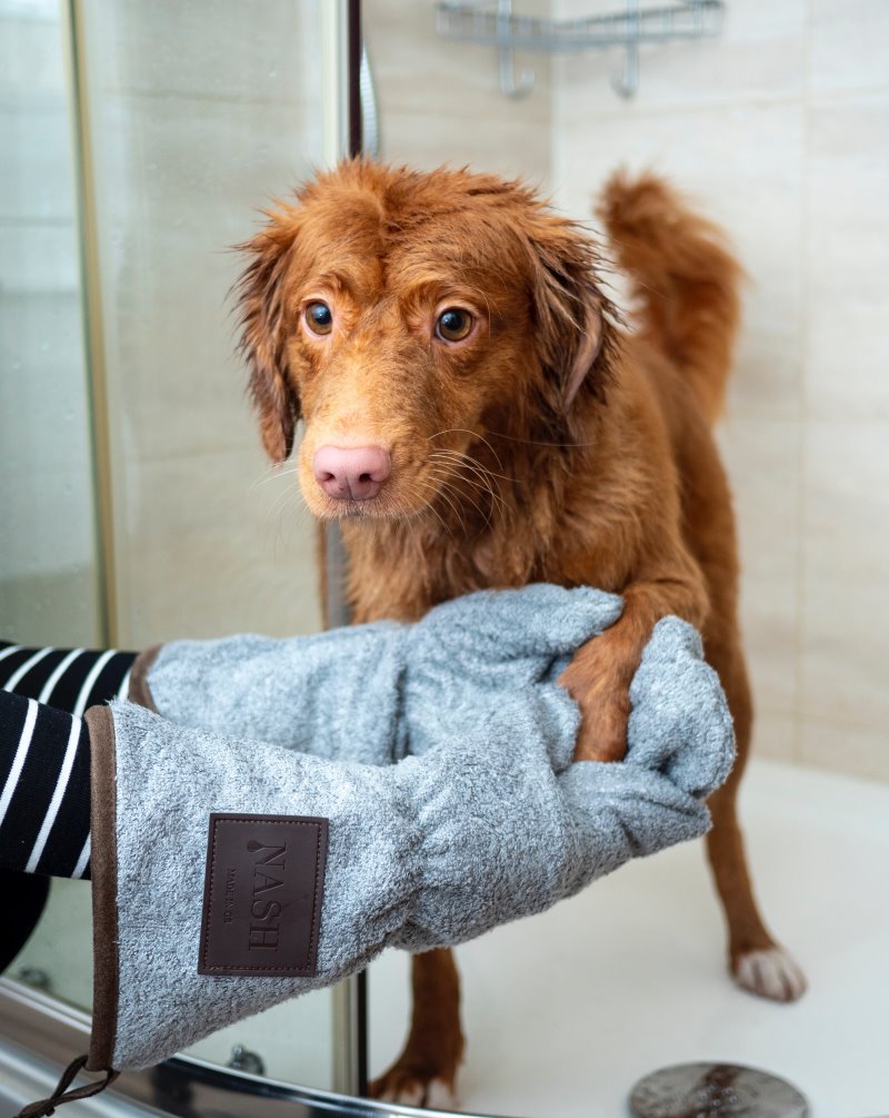 Hund wird nach dem Baden mit Hundeshampoo gut abgetrocknet
