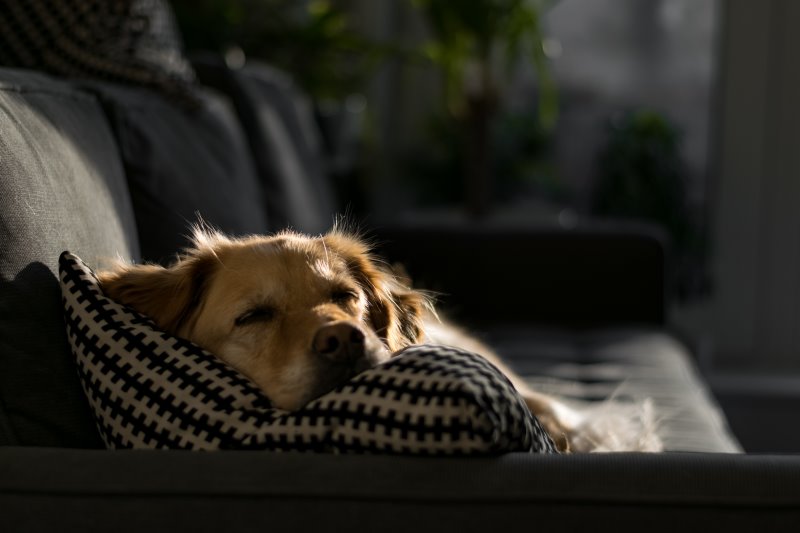 Hund auf Sofa Hund liegt auf dem Sofa
