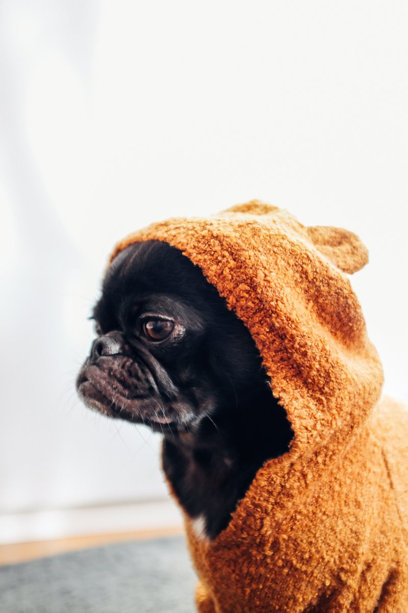 Hund nach dem Baden mit Hundeshampoo in einem Bademantel