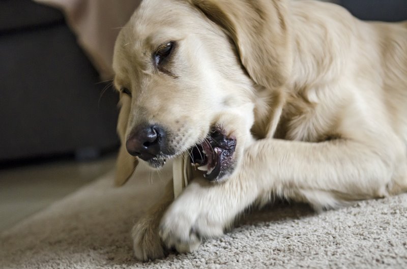Hund beschäftigt sich mit einer Kaustange
