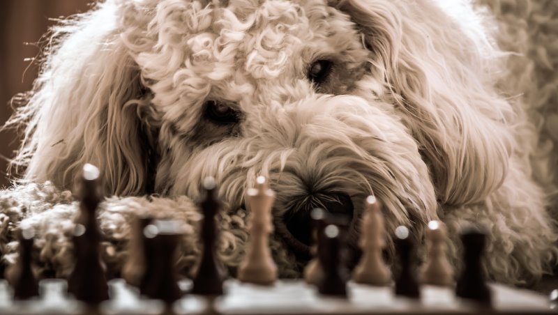Hund mit Schachbrett Hund mit Schachbrett