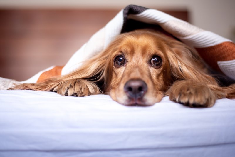 Hund unter einer Decke Hund liegt unter einer Decke