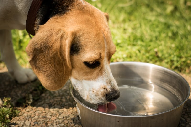 Hund trinkt Wasser Ein Hund trinkt Wasser aus einem Napf