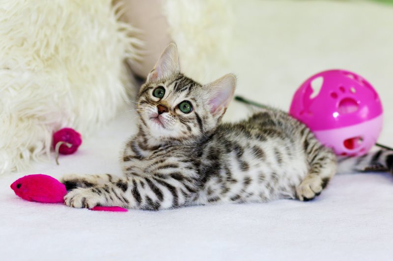 Katze mit Spielzeug Katze am Spielen