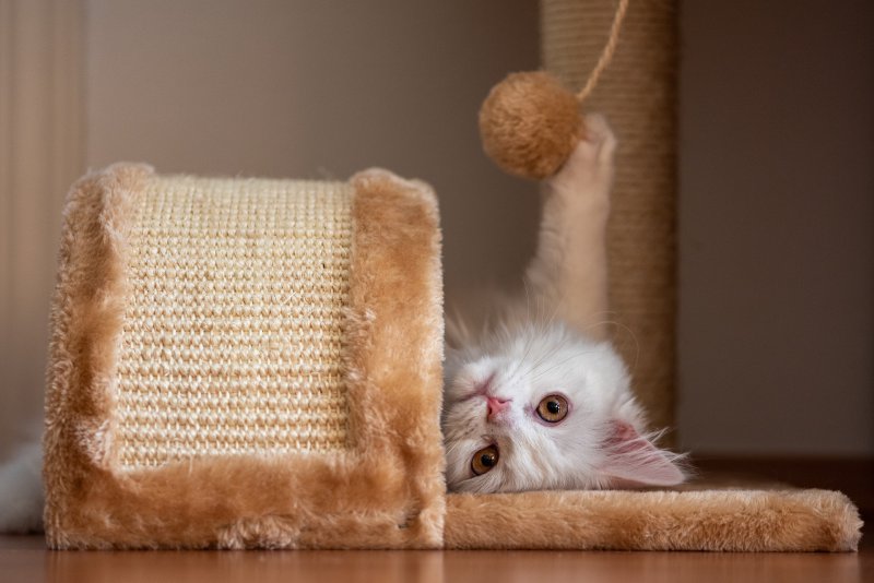Kratzbrett für Katzen im Test mit Spielzeug Eine Katze liegt auf einem Kratzbrett und spielt.