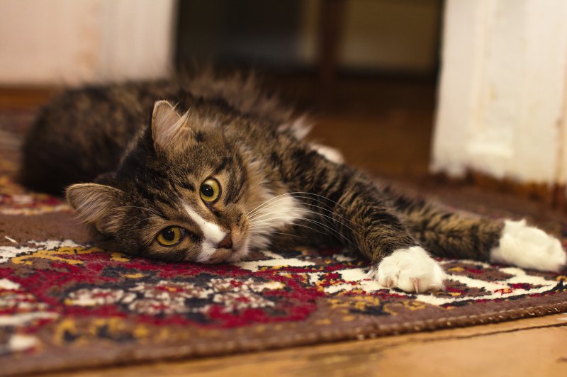 Kratzbrett für Katzen im Test mit Teppich Eine Katze liegt auf einem Teppich und streckt sich.