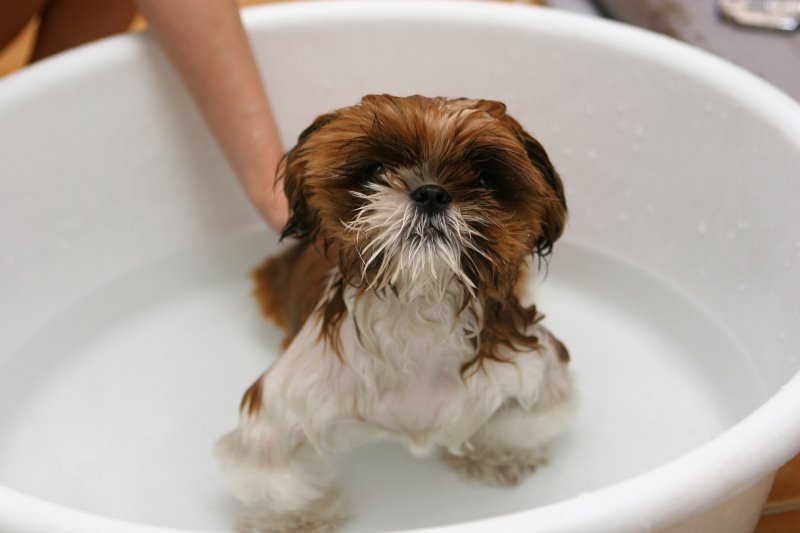 Ein Welpe wird in einer kleinen Wanne gebadet