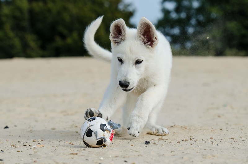 Welpe spielt mit Ball Welpe spielt mit Ball