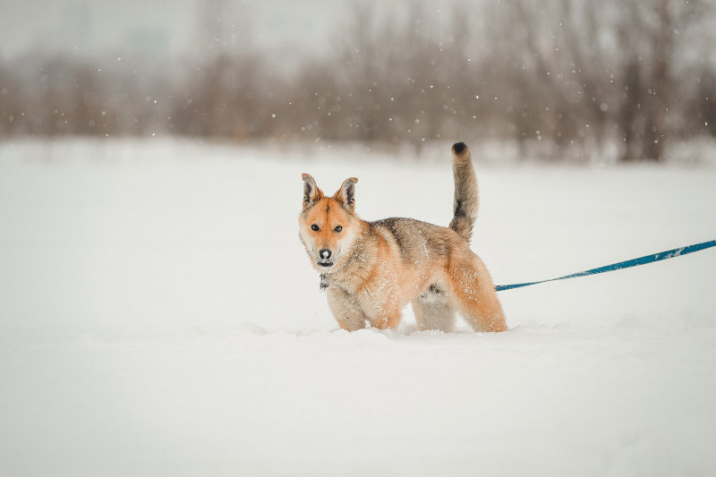 Großer Hund an einer Biothane-Leine