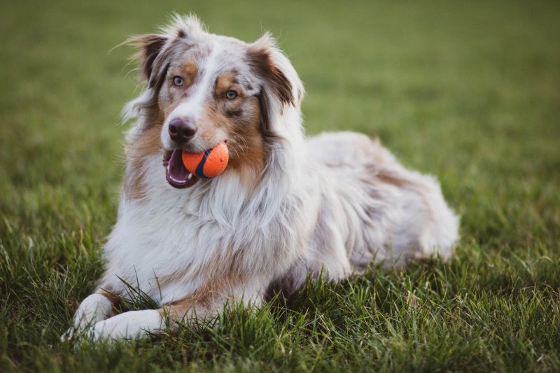 Chuckit! Hundespielzeug im Test Hund mit Chuckit Ball im Maul auf grüner Wiese