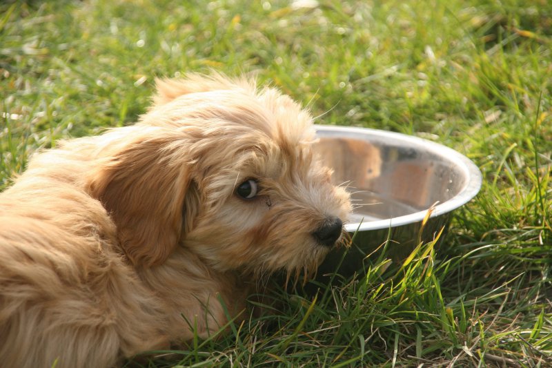 Ein Hunde der mit einem Trinknapf auf einer Wiese liegt 