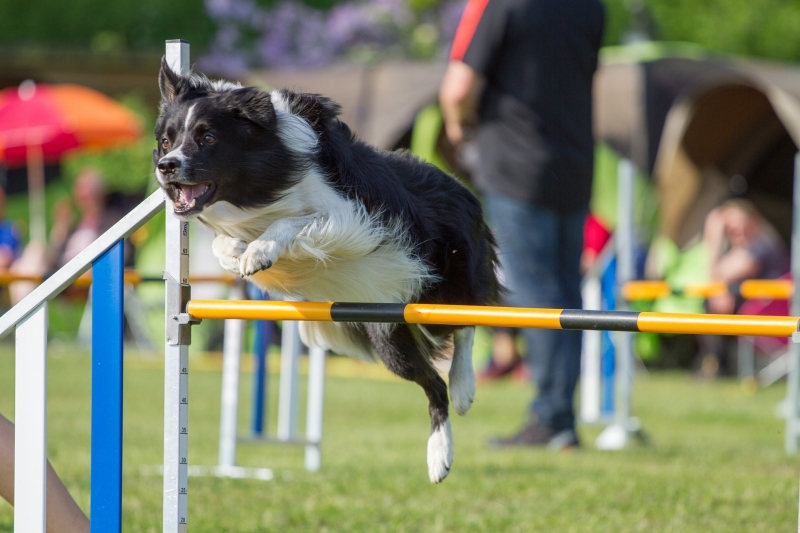 Hund springt über Hürde beim Agility Ein schwarz-weisser Hund absolviert eine Hürde, beim Agility-Tunier.