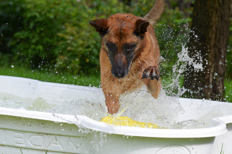 Hundepool in Knochenform Hund spielend in Hundepool in Knochenform