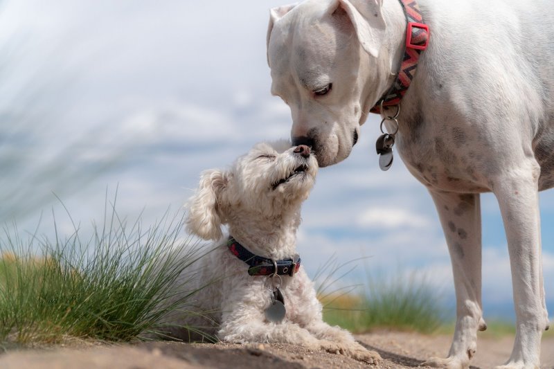 Hundetrinkbrunnen für kleine und große Hunde