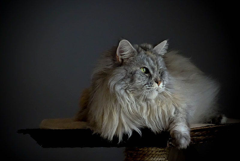 Katzenstreumatte für Langhaarkatzen Langhaarkatze