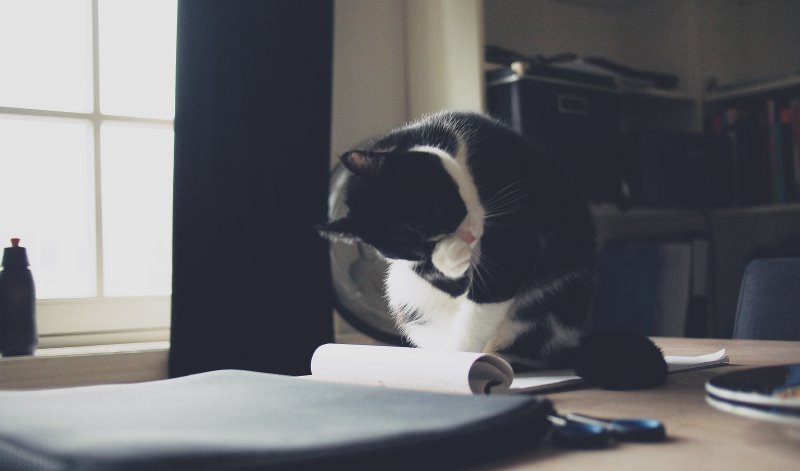 Katze macht sich sauber Katze säubert sich
