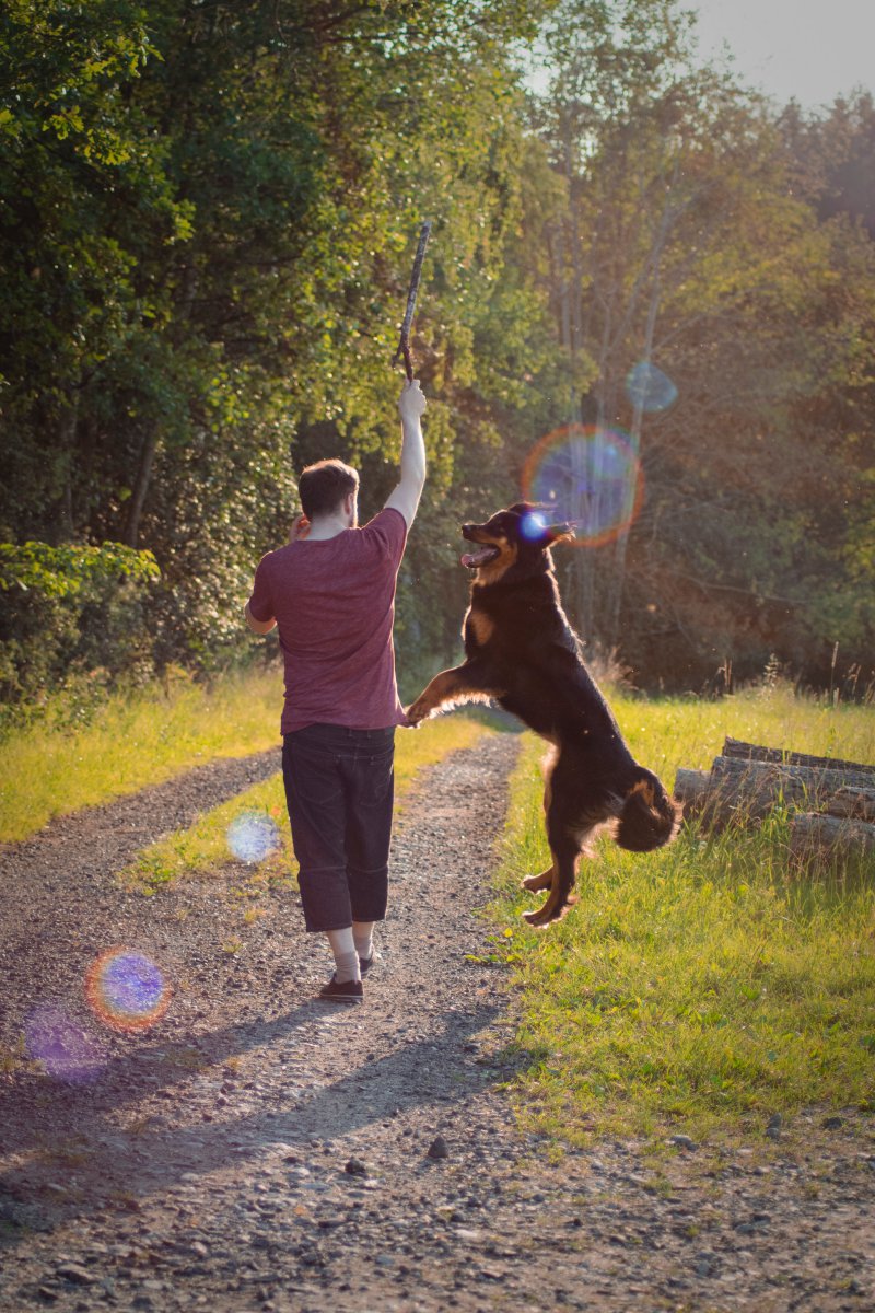 Hund Spielt beim Spaziergang Hund Spielt beim Spaziergang