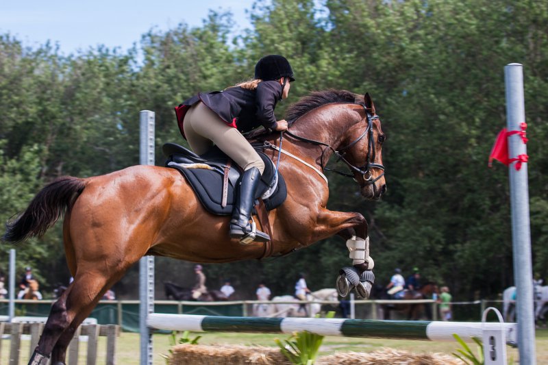 Spring-Reiten auf einem Turnier Pferdeputztasche Pferd wird geritten auf einem Turnier