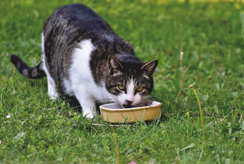 Futternapf im Test Katze frisst aus einem Futternapf aus Keramik