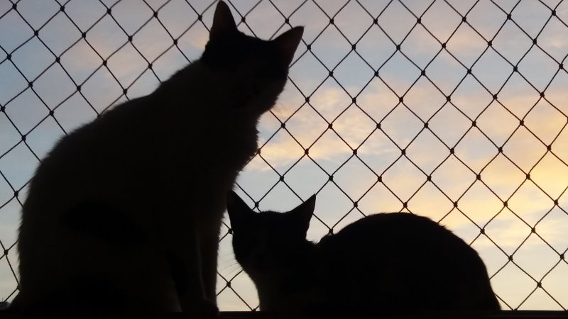Fenstergitter für Katzen Katzen sitzen vor offenem Fenster mit Gitter