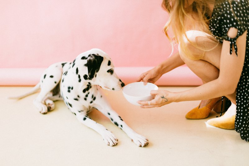 Frau hält einem Hund einen Trinknapf hin, Hund schnüffelt daran