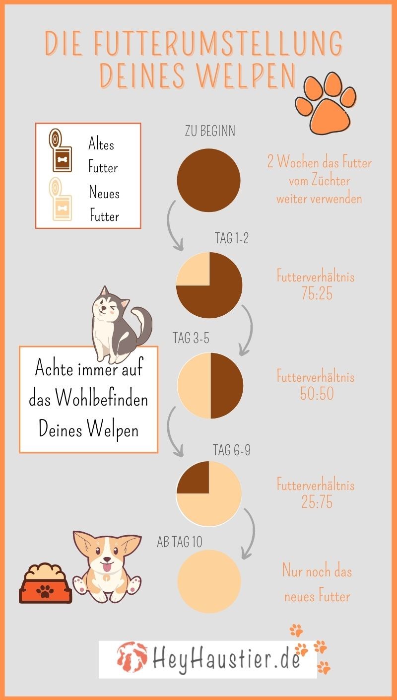 Infografik, die die Futterumstellung eines Welpen darstellt
