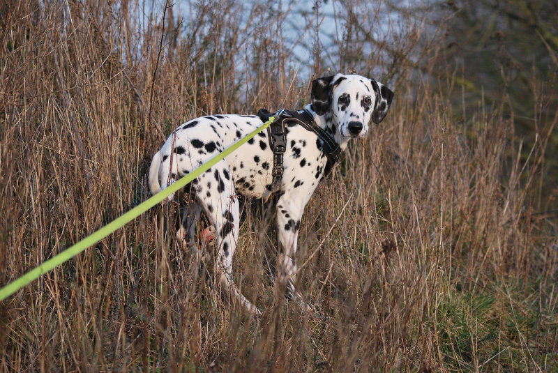 Dalmatiner mit schwarzem Geschirr an einer Biothane-Schleppleine