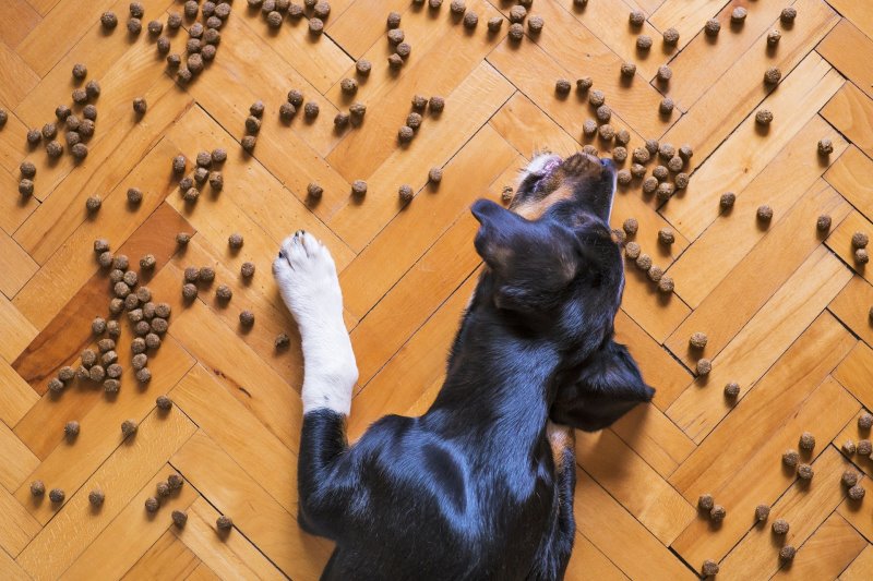 Hund frisst vom Boden Hund und Futter auf dem Boden