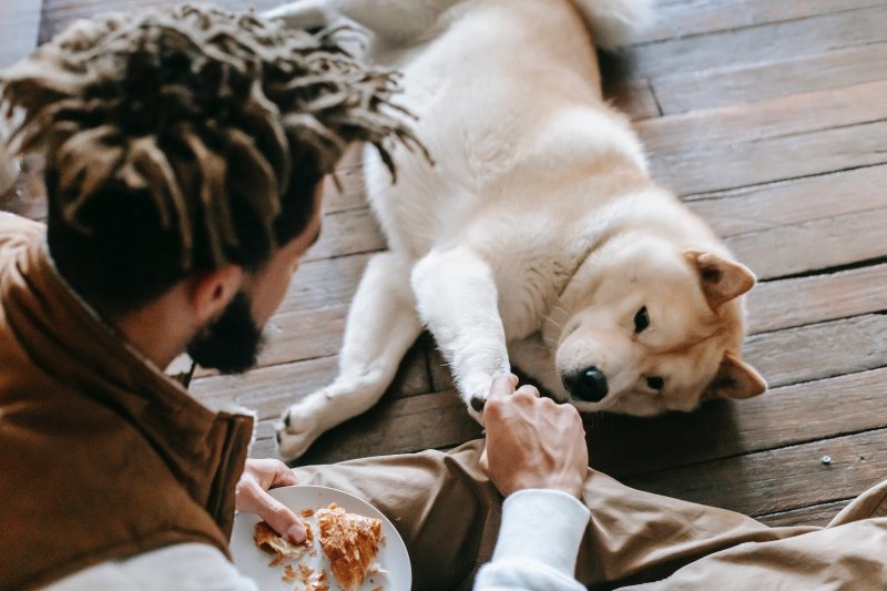 Hund gibt Pfötchen Hund liegt bei Herrchen