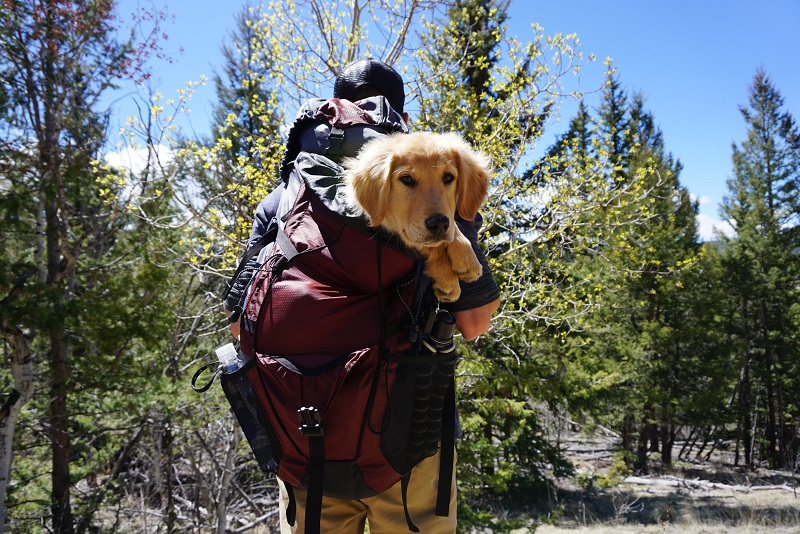 hund-wird-in-hundetasche-getragen Hund wird in einer Hundetasche getragen