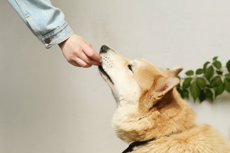 Hund frisst ein Leckerli Hund wird gefüttert