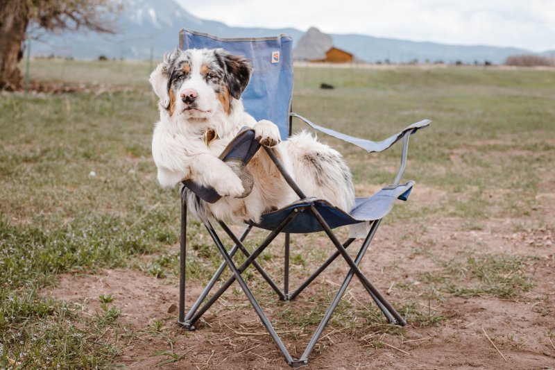 Entspannter Hund im Campingstuhl Entspannter Hund