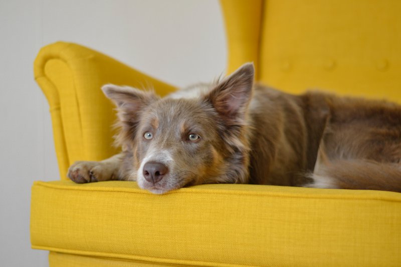 Entspannter Hund auf Sessel Entspannt in die Höhe mit einer Treppe