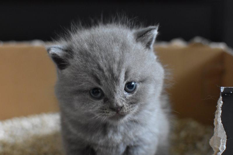Katze im Katzenklo