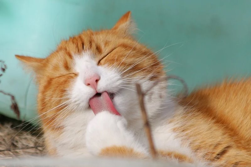 Relevanz von Zusatzstoffen Katze säubert die Pfoten mit der Zunge