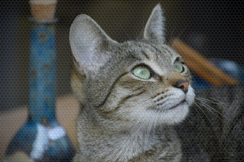 Netzfensterschutz für Katzen Katze sitzt vor Fensternetz