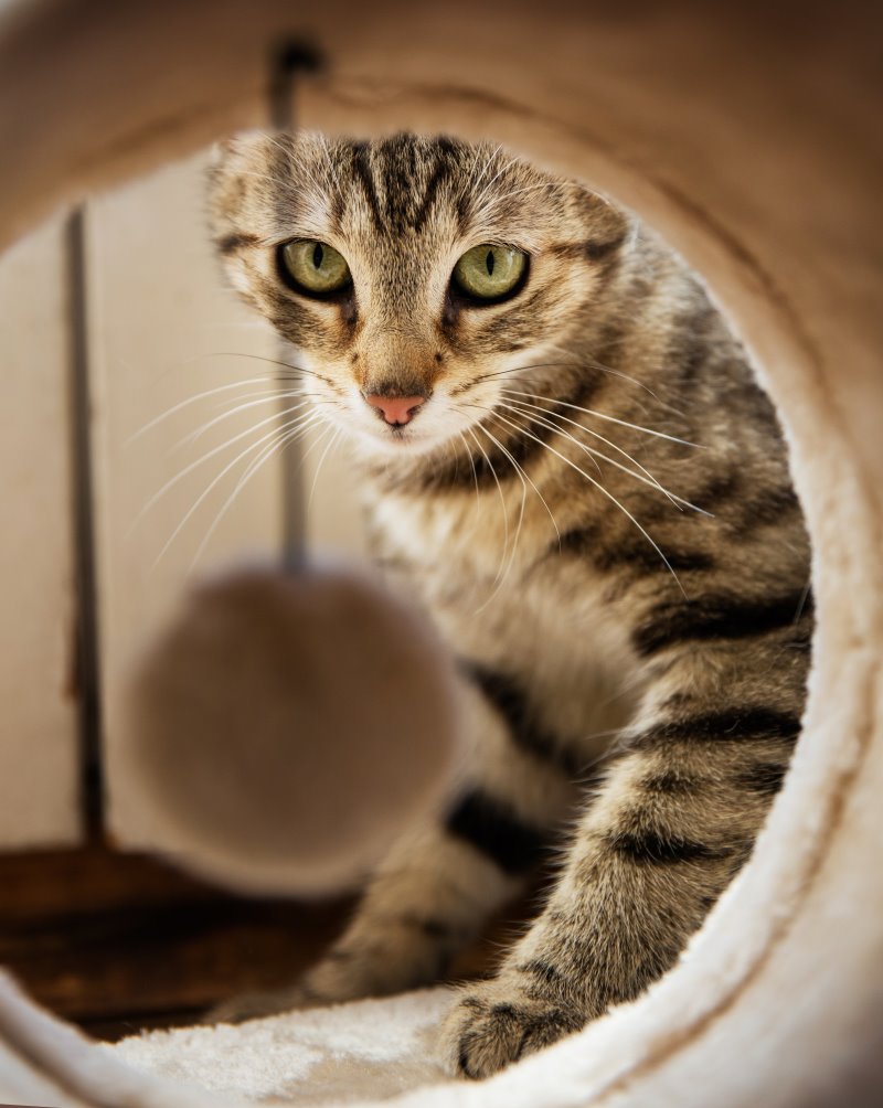 Höhle als Rückzugsort der Katze.