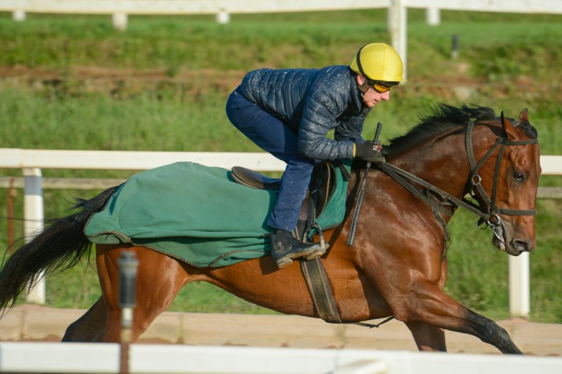 Reitstiefel und Chaps im Test Mann reitet ein braunes Pferd im Jockey-Sitz.