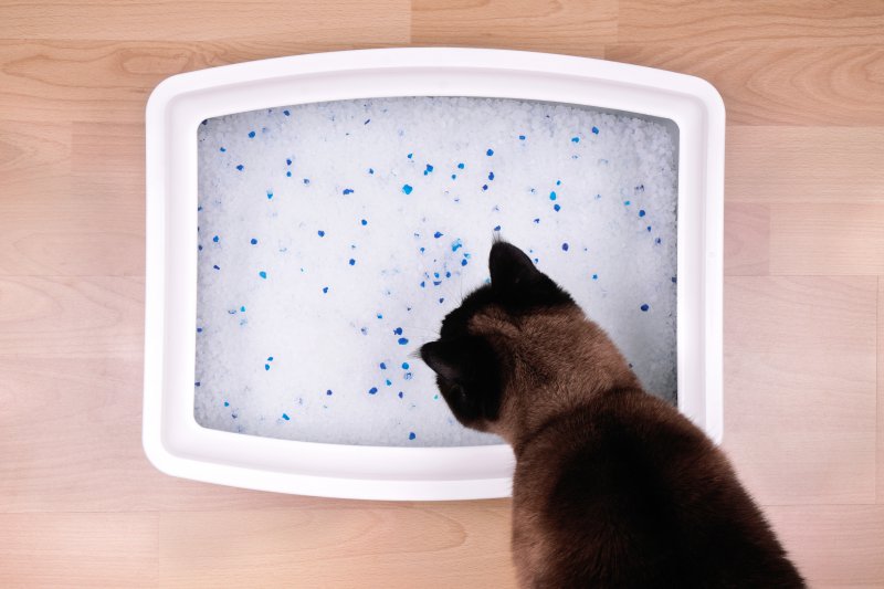 Schalentoilette für Katzen Eine Katze schaut auf eine Katzentoilette mit Silikat-Katzenstreu