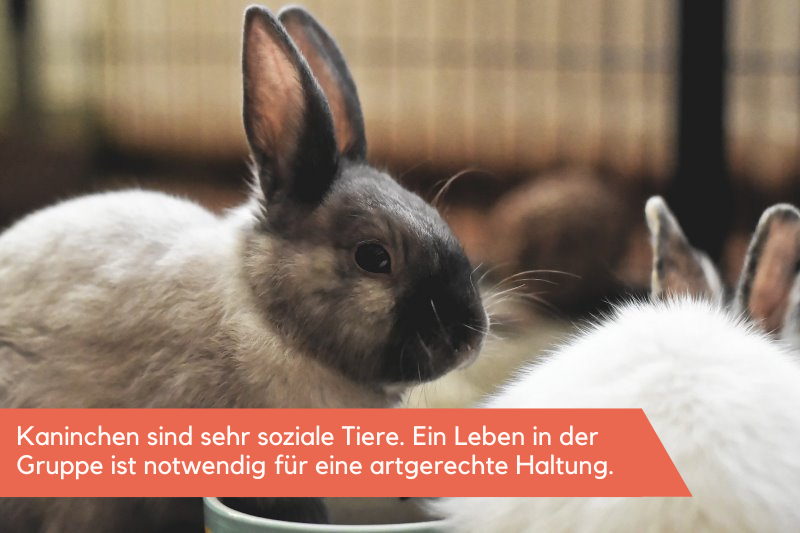 Stall für Zwergkaninchen Kaninchen in ihrem Stall