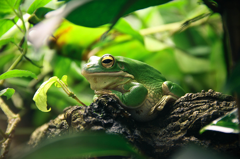 Terrarium-Beleuchtung für Frösche (terrarium-beleuchtung-frosch) terrarium-beleuchtung-frosch