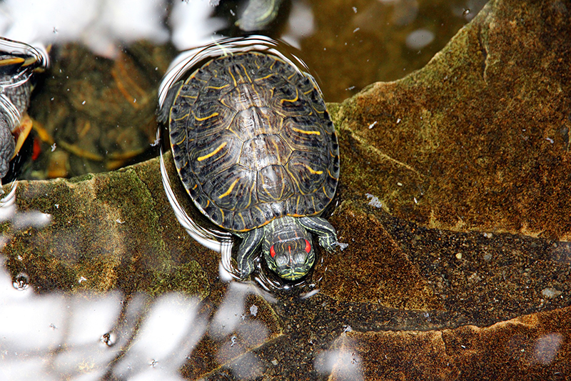 Terrarium-Beleuchtung für Schildkröten (terrarium-beleuchtung-schildkroete) terrarium-beleuchtung-schildkroete