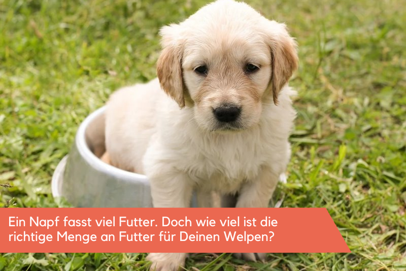 Welpe sitzt in einem Napf