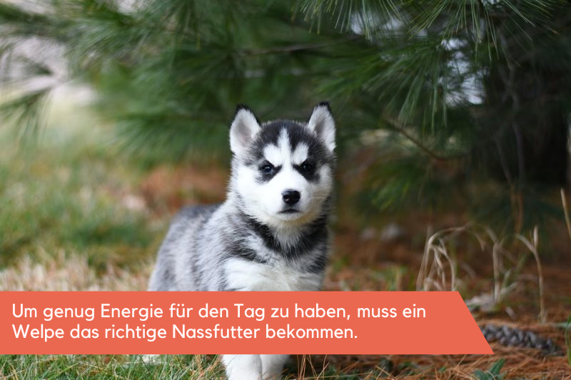 Husky-Welpe steht in der Natur