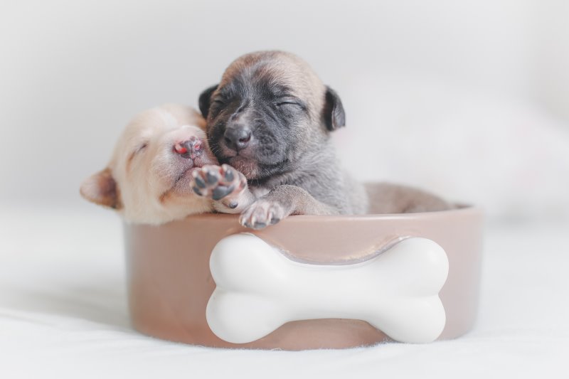 Zwei Hundewelpen im Futternapf