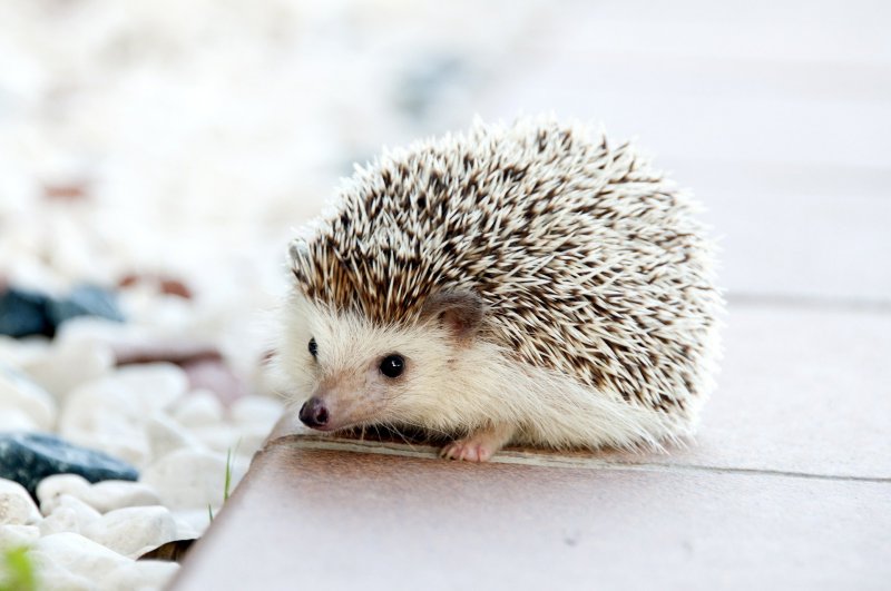Kuschelbetten für Igel Kuschelbetten sind auch für Igel