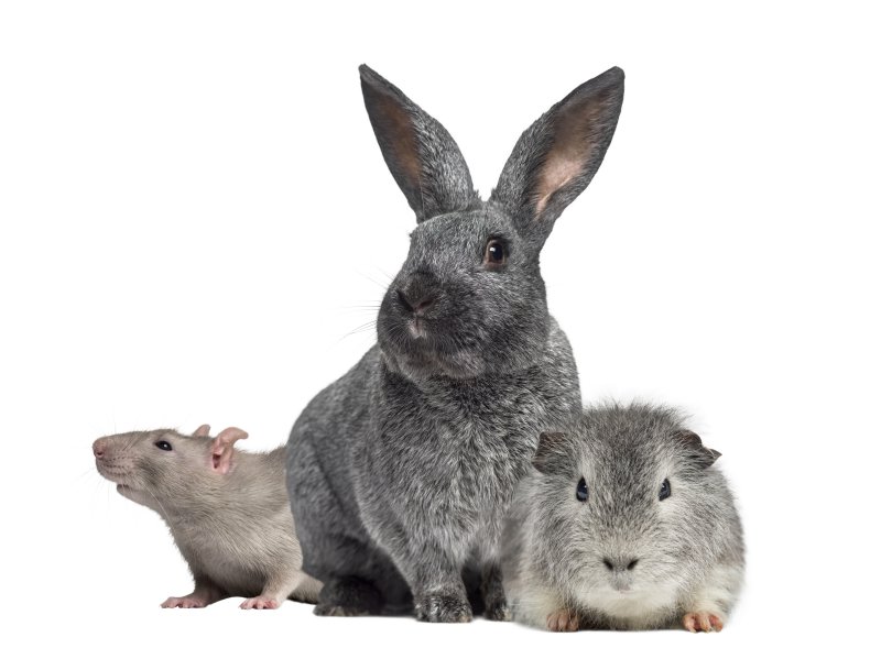 Kuschelbetten für Meersschweinchen, Kaninchen und Ratten Kuschelbett sind ideal für kleine Haustiere